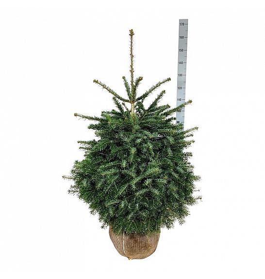 Abies nordmanniana bala 100-125 cm extra