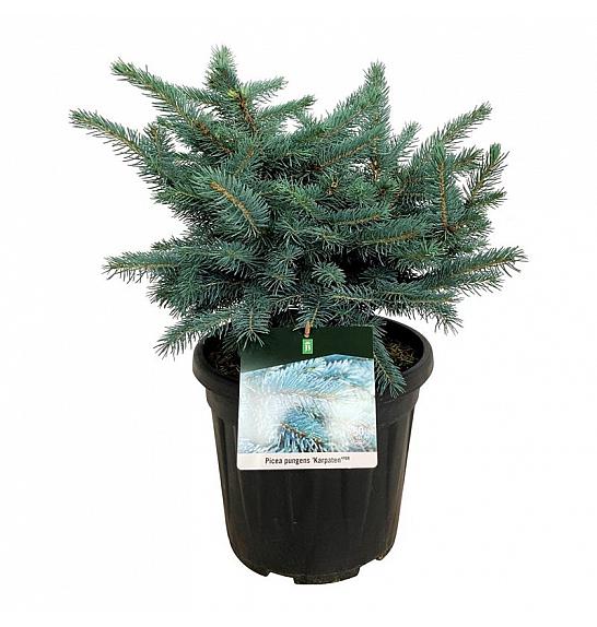 Picea pungens Karpaten C15 Lit. 40-50 cm