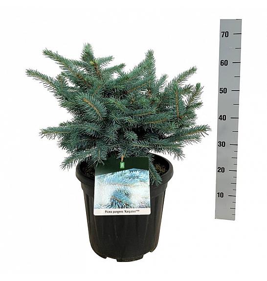 Picea pungens Karpaten C15 Lit. 40-50 cm