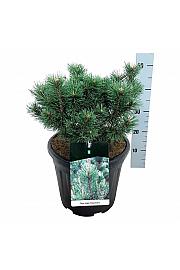 Pinus mugo Columnaris C15 Lit. 30-40 cm