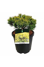 Pinus mugo Ophir C15 Lit. 40-50 cm