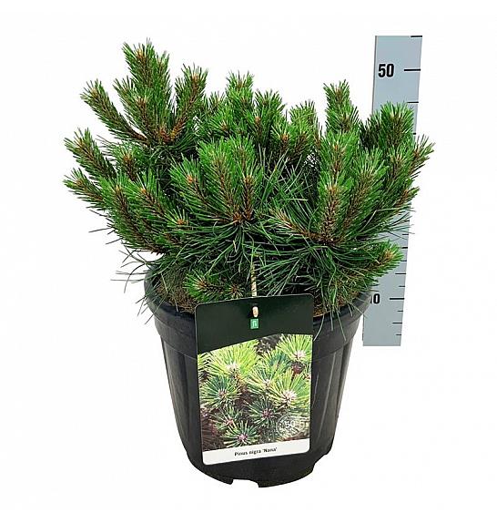Pinus nigra Nana C15 Lit. 30-40 cm