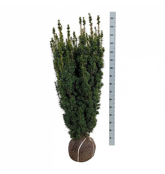 Taxus baccata David bala 100-120 cm extra