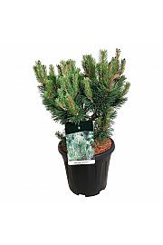 Pinus mugo Columnaris C15 Lit. 40-50 cm