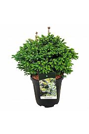 Picea omorika Nana C15 Lit. 40-50 cm