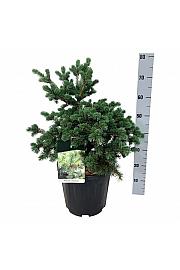 Picea pungens Lucky Strike C15 Lit. 50-60 cm