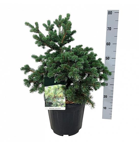 Picea pungens Lucky Strike C15 Lit. 50-60 cm
