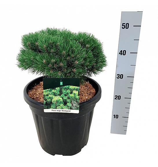 Pinus mugo Heideperle C15 Lit. 25-30 cm