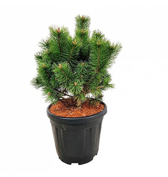 Pinus mugo Mumpitz C15 Lit. 30-40 cm