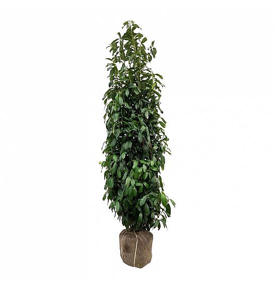 Prunus laurocerasus Genolia ® bala 200-225 cm extra