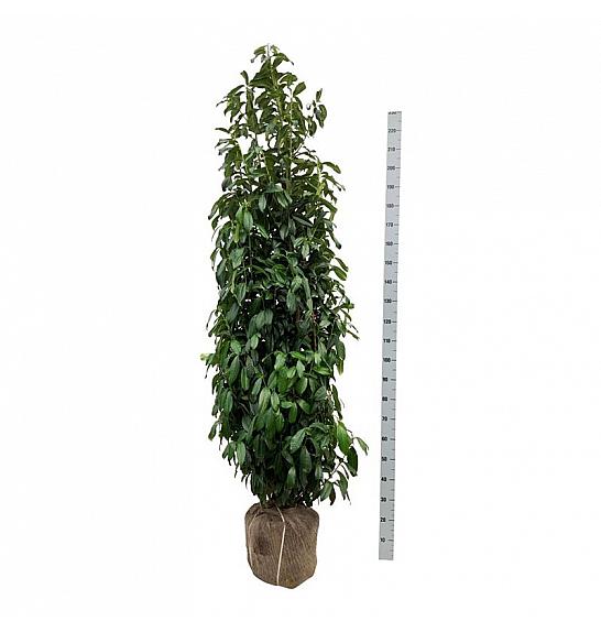Prunus laurocerasus Genolia ® bala 200-225 cm extra