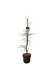 Acer palmatum dissectum C14 Lit. 100-125 cm