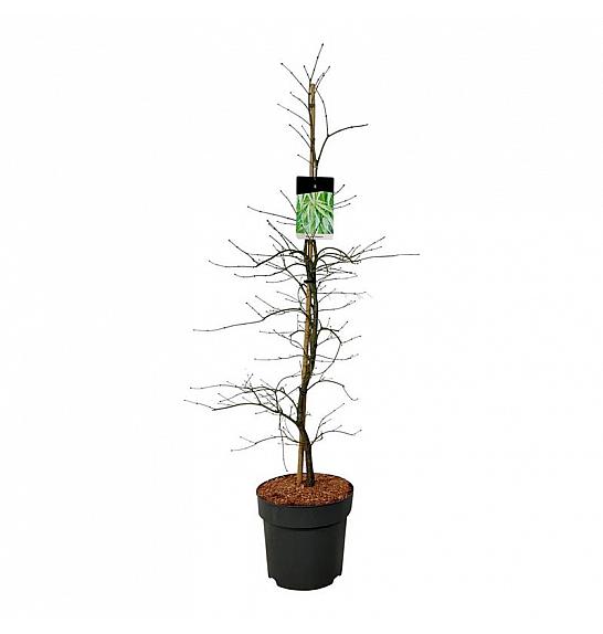 Acer palmatum dissectum C14 Lit. 100-125 cm
