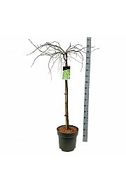 Acer palmatum dissectum Garnet C14 Lit. 100-125 cm