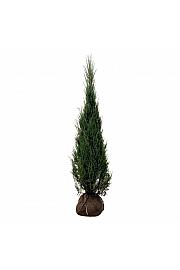 Juniperus scopulorum Blue Arrow bala 175-200 cm extra