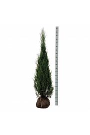 Juniperus scopulorum Blue Arrow bala 175-200 cm extra