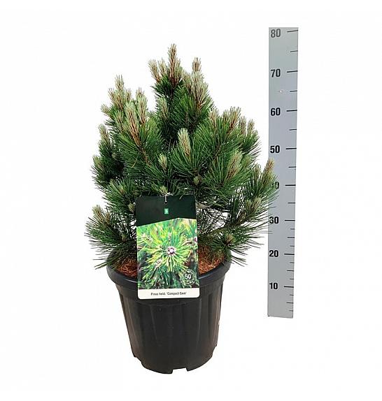 Pinus heldreichii Compact Gem C15 Lit. 50-60 cm
