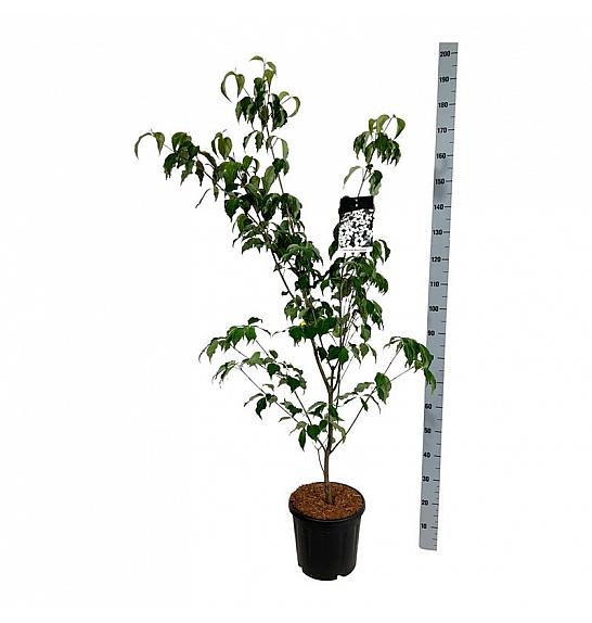 Cornus kousa Weisse Fontaine C15 Lit. 150-175 cm