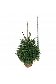 Abies nordmanniana bala 125-150 cm extra