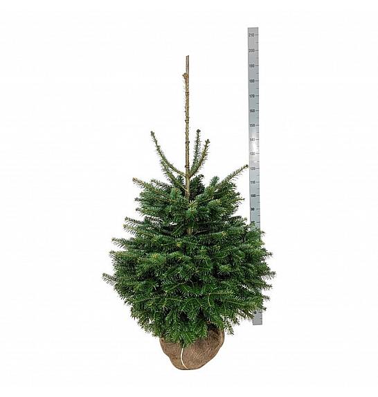 Abies nordmanniana bala 125-150 cm extra