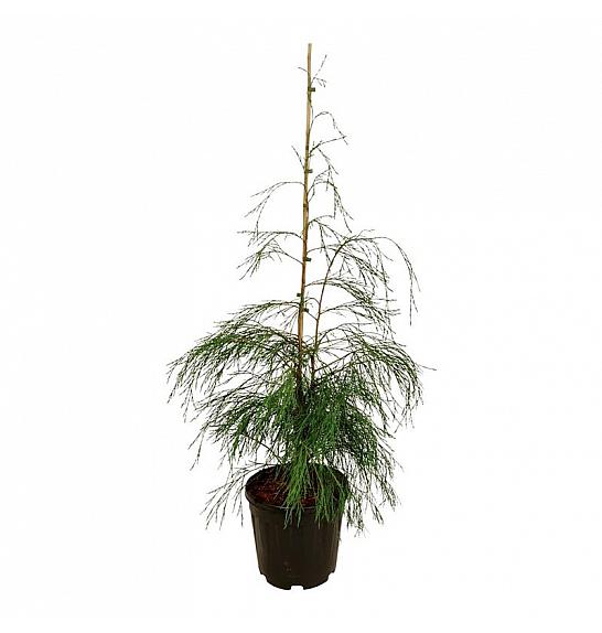 Chamaecyparis lawsoniana Drooping Solo C15 Lit. 100-125 cm