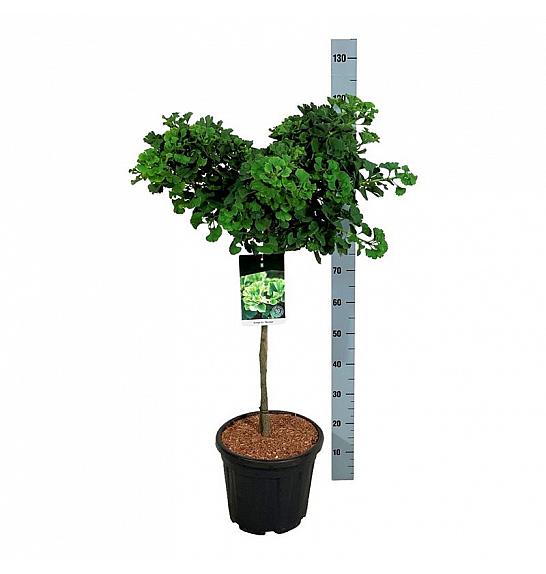 Ginkgo biloba Mariken C15 Lit. Na steblu 60 cm