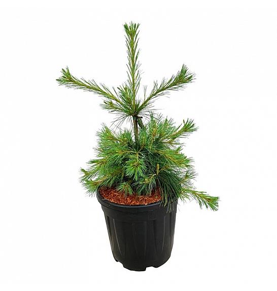 Pinus strobus Niagara Falls C15 Lit. 50-60 cm