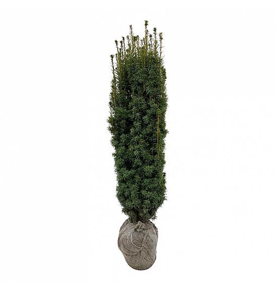 Taxus baccata David bala 120-140 cm extra