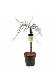 Acer palmatum dissectum C14 Lit. Na steblu 50 cm