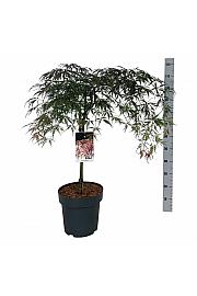 Acer palmatum dissectum Garnet C15 Lit. Na steblu 50 cm