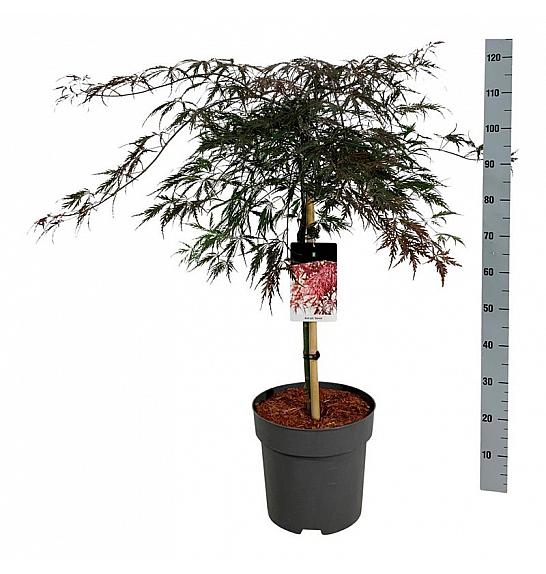 Acer palmatum dissectum Garnet C15 Lit. Na steblu 60 cm