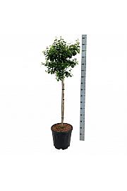 Betula utilis Magical Globe C15 Lit. Na steblu 90 cm