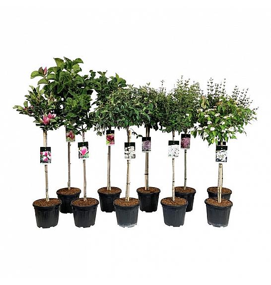 Grmovnice Mix C15 Lit. Na steblu 80 cm