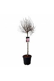 Syringa Flowerfesta ® Pink C15 Lit. Na steblu 80 cm