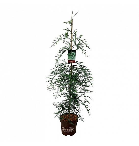 Sequoia sempervirens Winter Blue C15 Lit. 125-150 cm