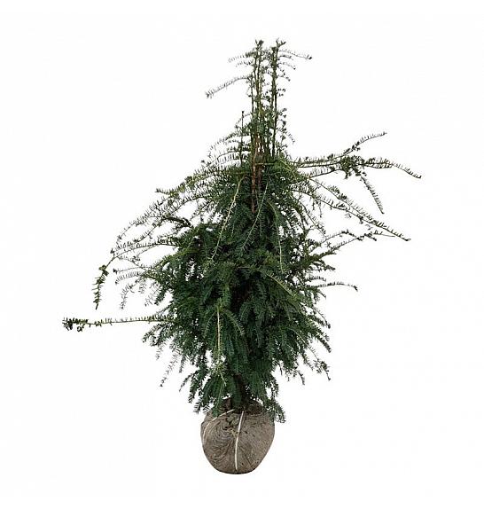 Taxus baccata Dovastoniana bala 140-160 cm extra