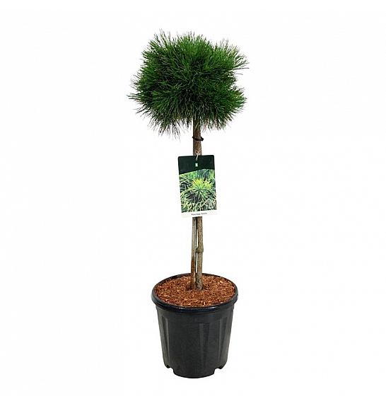 Pinus mugo Varella C15 Lit. Na steblu 60 cm; Krošnja 25/30 cm