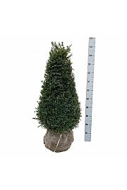 Taxus baccata Höpkens Gigant bala 80-100 cm; Piramida extra