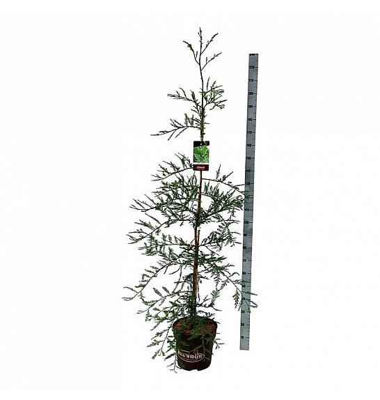 Sequoia sempervirens Illa Martin C15 Lit. 150-175 cm