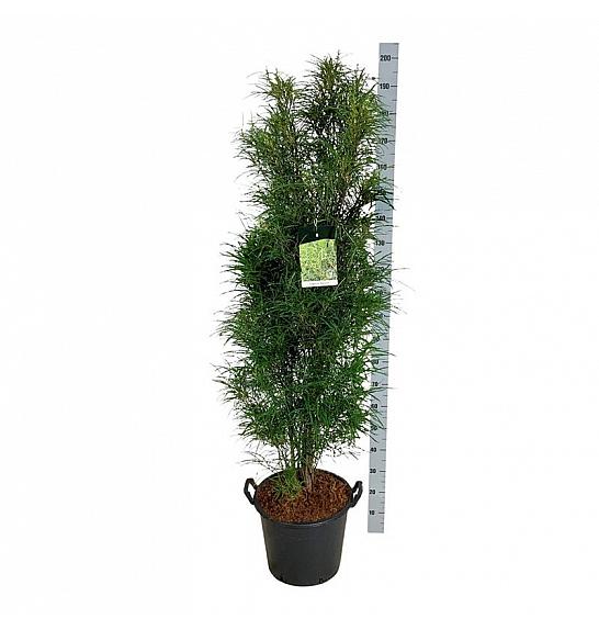 Frangula alnus Fine Line ® C30 Lit. 150-175 cm extra