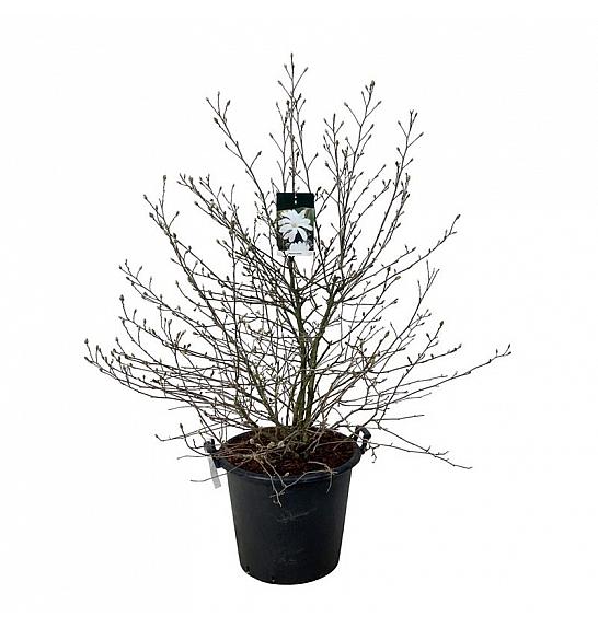 Magnolia stellata C55 Lit. 100-125 cm extra