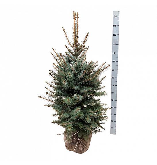Picea pungens Edith bala 100-125 cm extra