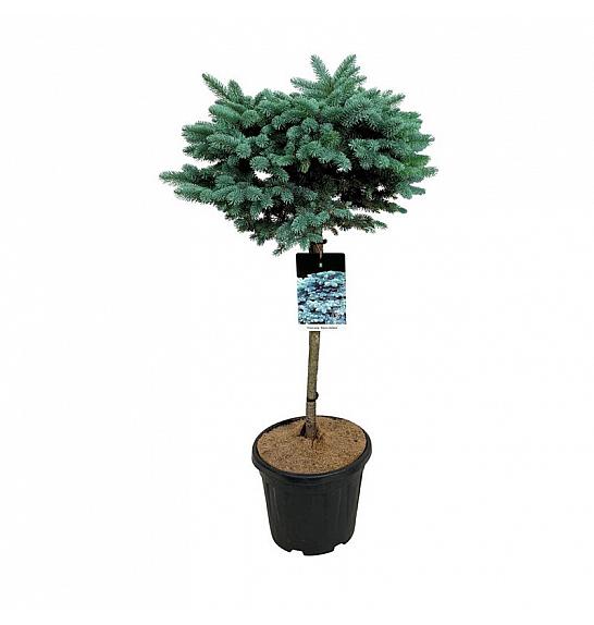 Picea pungens Glauca Globosa C15 Lit. Na steblu 60 cm; Krošnja 40/50 cm