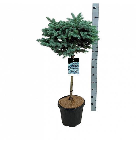 Picea pungens Glauca Globosa C15 Lit. Na steblu 60 cm; Krošnja 40/50 cm