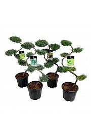 Iglavci Mix C15 Lit. 80+ cm Bonsai