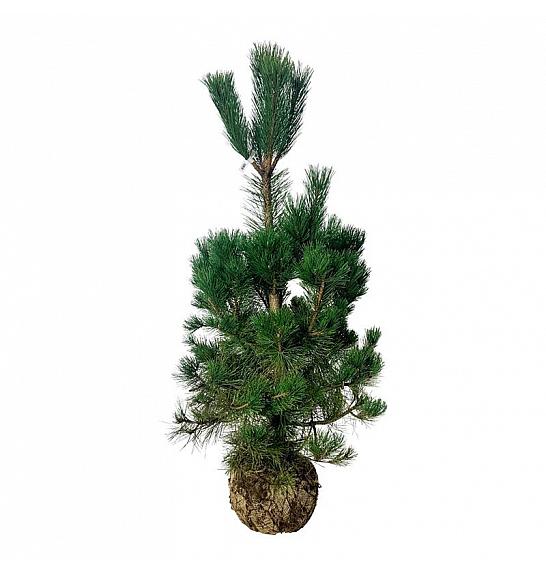 Pinus nigra nigra bala 150-175 cm