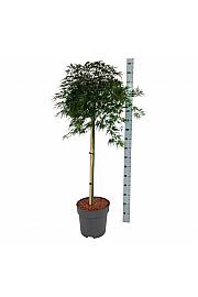Acer palmatum Orangeola C15 Lit. Na steblu 90 cm