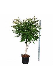 Koelreuteria paniculata C30 Lit. 150-175 cm extra
