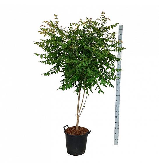 Koelreuteria paniculata C30 Lit. 150-175 cm extra