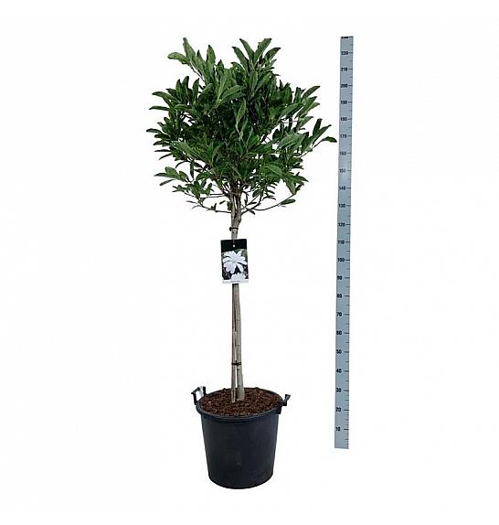 Magnolia stellata C30 Lit. Na steblu 80 cm
